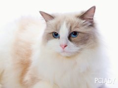 猫百科