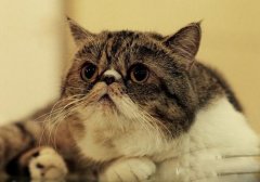 猫百科