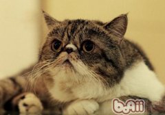 猫百科