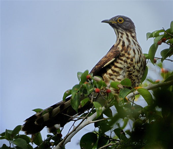 英文名:large hawk-cuckoo)是鹰鹃属的鸟类,俗名大鹰鹃,子规,鹰头杜鹃