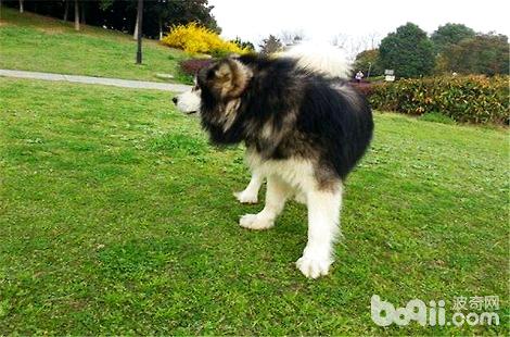 阿拉斯加犬的遛狗频率每天多久合适 Qq宠物百科网