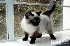 猫百科