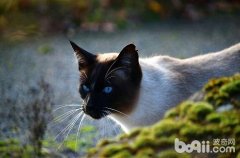 猫百科