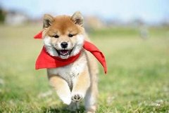 狗百科