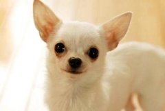 狗百科