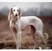 狗百科