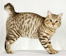 猫百科
