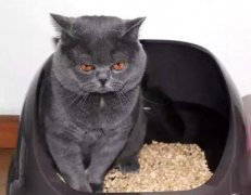 猫百科