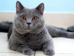 猫百科